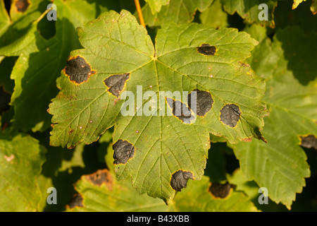 Tar spot fungi Rhytisma acerinum on sycamore leaf Midlands UK Stock Photo