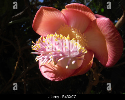 Fabulous flower of the cannonball tree Couroupita guianensis endemic to tropical america Stock Photo