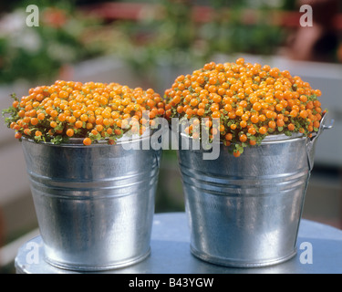 coral bead plant / Nertera granadensis Stock Photo