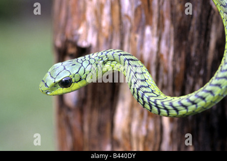 Boomslang (Dispholidus typus). Its bite could kill a person Stock Photo