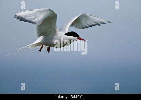 Arctic Tern Sterna paradisaea Stock Photo