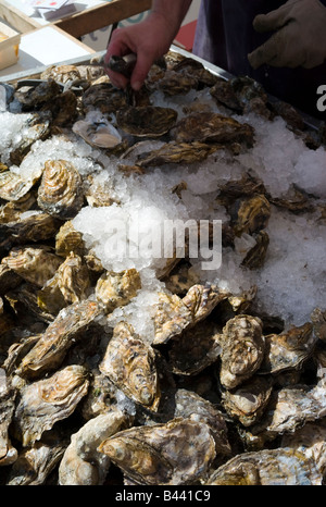Tray of fresh oysters on ice ready for sale at a food fair, Brighton, England. Stock Photo