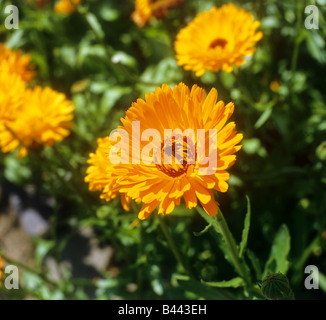 pot marigold / Calendula officinalis Stock Photo