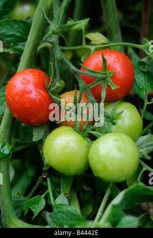 Ripe Wet Red and Green Tomatoes Isolated on White Background Stock ...
