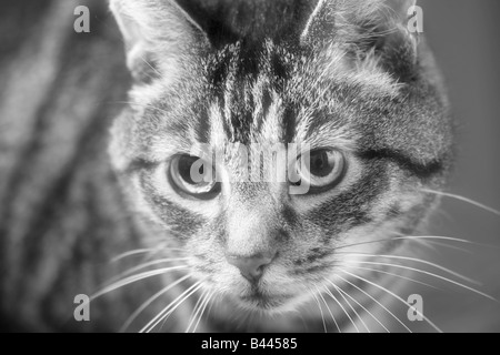 Monochrome image of a large adult male Mackerel Tabby cat (Felis catus) Stock Photo