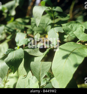 deadly nightshade Stock Photo