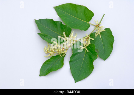 Giant Knotweed, Sakhalin Knotweed (Falliopa sachalinensis, Reynoutria sachalinensis), flowering twig, studio picture Stock Photo