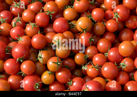 Aberystwyth farmers market and food fair Wales UK ripe red home grown locak cherry tomatoes on sale Stock Photo