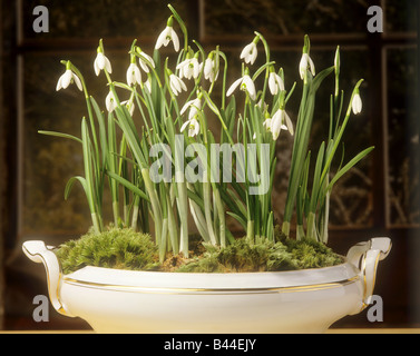 common snowdrop Stock Photo