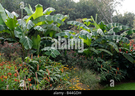 MUSA BASJOO BANANAS IN HOLBROOK GARDEN LATE SEPTEMBER Stock Photo