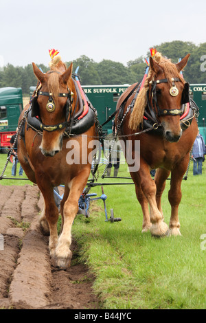 Suffolk Punches ploughing Stock Photo