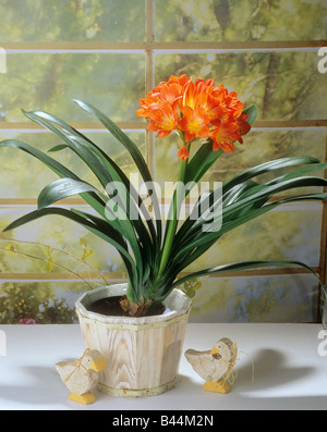 bush lily / Clivia miniata Stock Photo