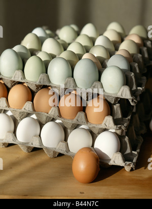 trays of different types eggs Stock Photo