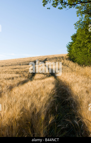 Field of wheat in Umbria, Italy, Europe Stock Photo