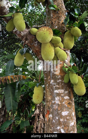 Jackfruits, Artocarpus heterophyllus, largest of all tree borne fruits Zanzibar Tanzania Stock Photo