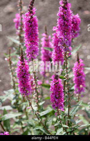 Purple Loosestrife, Lythrum salicaria, Lythraceae Stock Photo