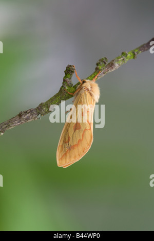 Ghost Moth Hepialus humuli humuli adult female moth at rest on a twig Stock Photo