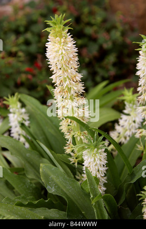Pineapple Lily Eucomis zambesiaca Hyacinthaceae from the Highland Regions of Malawi, Africa Stock Photo