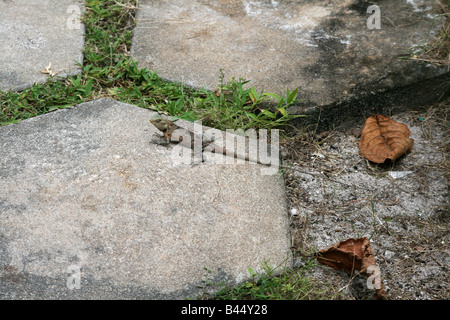 Lizard [Bandos Island, Kaafu Atoll, Maldives, Asia].                                                                           . Stock Photo