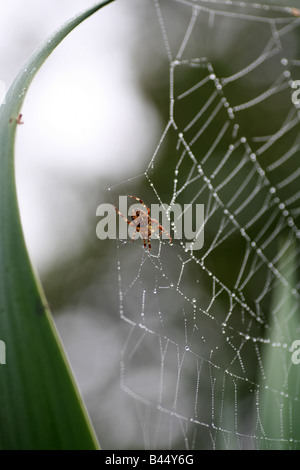 British common garden spider on a web surrounded by plant leaves Stock Photo