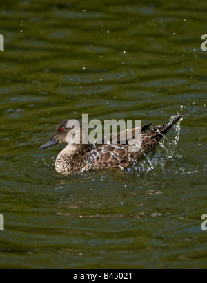 Marbled Teal Marmaronetta angustirostris on water splashing in water. Stock Photo