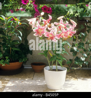 Japanese lily in pot / Lilium speciosum Stock Photo