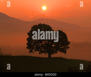 Foggy Sunrise Great Smoky Mountains USA, by Willard Clay/Dembinsky Photo Assoc Stock Photo