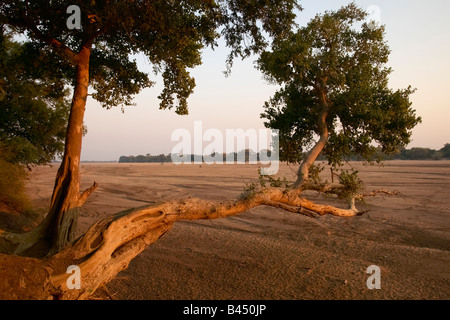 The Shashe River near the confluence with the Limpopo River Sycamore Fig Trees, Mulberry Figs Pharoah Figs (Ficus sycomorus) Stock Photo