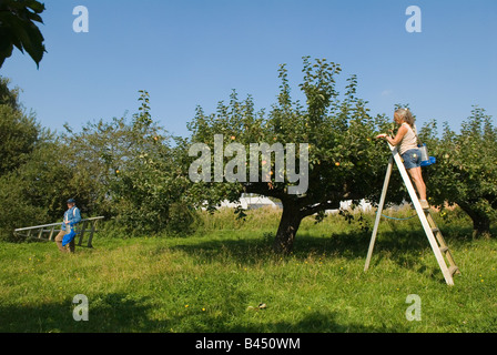 Picking apples Casual workers Bramley Apples Lathcoats Apple Farm Galleywood Essex 2000s UK HOMER SYKES Stock Photo