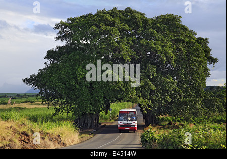 banian trees over road Stock Photo