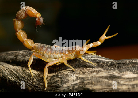 Cape Thick Tailed Scorpion (Parabuthus capensis) Highly venomous Stock Photo