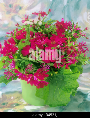 Cineraria in flowerpot / Senecio-Cruentus-Hybride Stock Photo