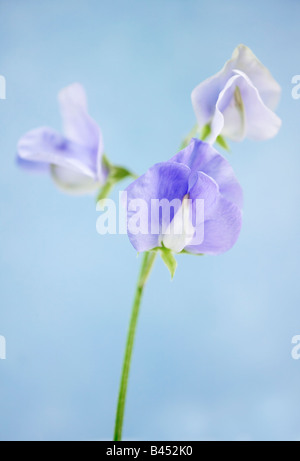 Sweet peas Lathyrus odoratus Stock Photo