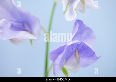 Sweet peas Lathyrus odoratus Stock Photo