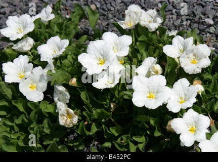 Whitecup, Nierembergia rivularis syn Nierembergia repens, Solanaceae, Southern South America Stock Photo