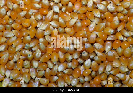 Kernels of Popcorn USA Stock Photo