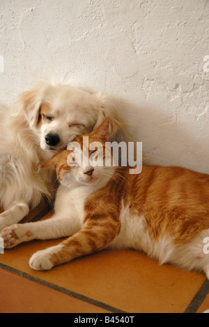 Ginger cat and small white dog sleeping close together on floor Stock Photo