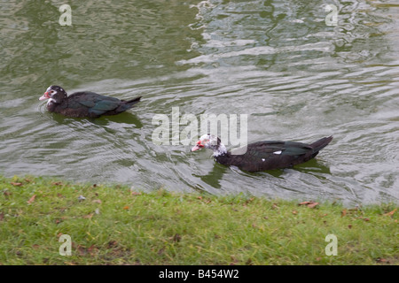 The picturesque Ixelles Ponds in the suburbs of the city of Brussels, Belgium photographed during the Autumn season Stock Photo