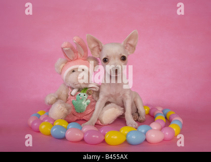 Cute cream color shorthaired Chihuahua puppy on pink background with easter eggs and bunny Stock Photo