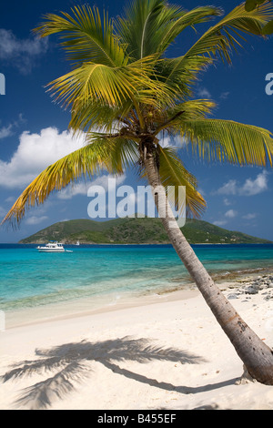 Palm Tree Sandy Island British Virgin Islands Stock Photo