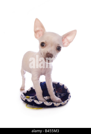 Cute cream color shorthaired Chihuahua puppy standing on little sombrero isolated on white background Stock Photo