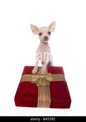 Cute cream color shorthaired Christmas Chihuahua puppy in red velvet gift box isolated on white background Stock Photo