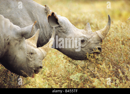 Africa. Side view of two Black Rhinoceros, feeding close-up Stock Photo