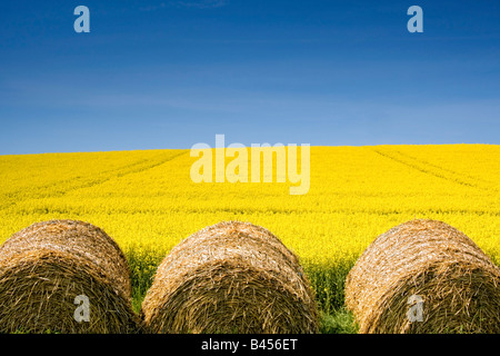 Hay bales and canola field, North Yorkshire, England Stock Photo