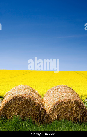 Hay bales and canola field, North Yorkshire, England Stock Photo