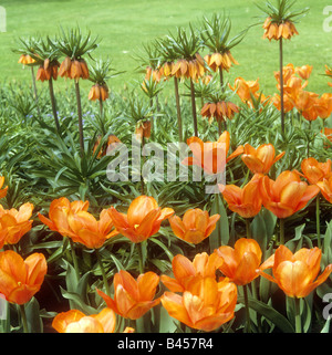 tulips and Crown imperials Stock Photo