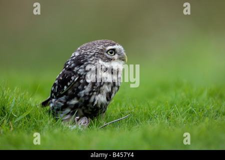 Little Owl Athene noctua on grass with mouse Potton Bedfordshire Stock Photo