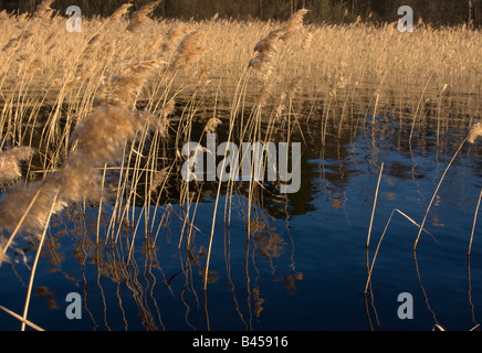 Reed on forest lake on evening sunlight in spring, Karelia, Russia Stock Photo