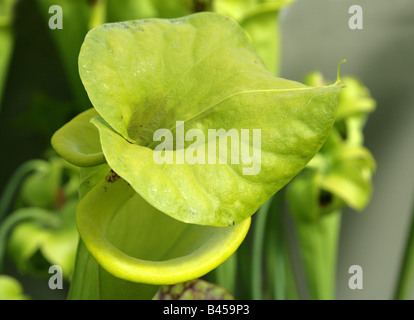 Yellow Pitcher Plant, Sarracenia flava, Sarraceniaceae, South West America, USA Stock Photo