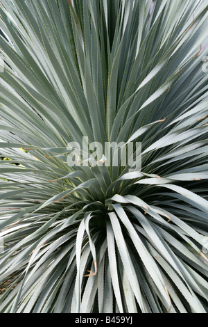 Desert Spoon aka Common or Blue Sotol, Dasylirion wheeleri, Ruscaceae Stock Photo